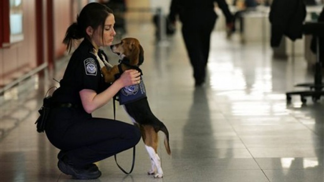 В аэропорту “Борисполь” служебные собаки “среагировали” на колбасу