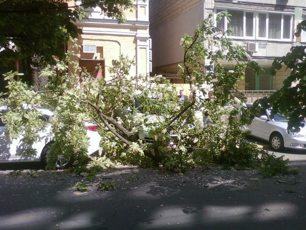 В центре Киева внезапно упавшая ветка каштана повредила два автомобиля (фото)