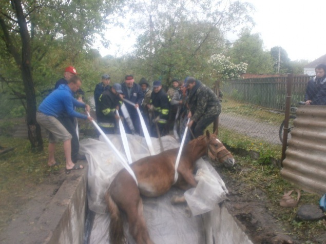 В Киевской области спасателям пришлось вытягивать провалившегося в яму коня