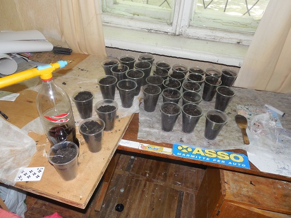 Консьержка столичного общежития помешала студентам выращивать в комнате наркотические “помидоры”