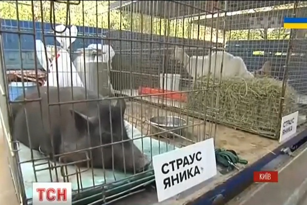 Зоопарк Януковича приехал в Генпрокуратуру (видео)