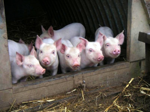 На Киевщине от африканской чумы массово мрут свиньи