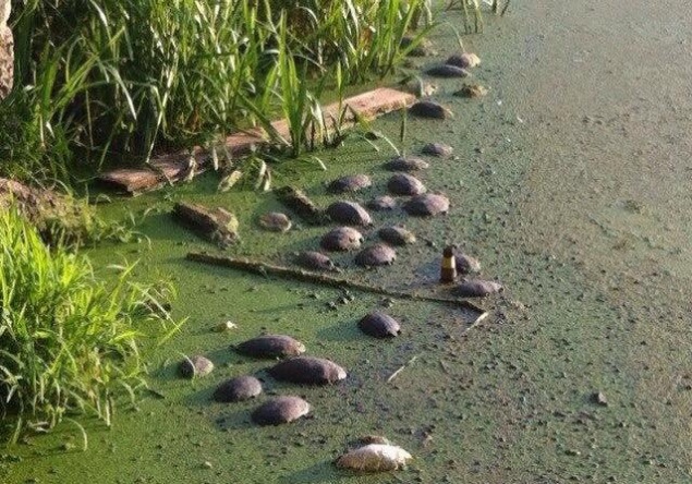 В столичном озере массово гибнут черепахи (фото)