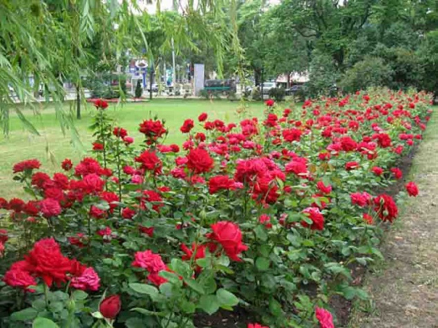 С клумб Киева украли девять тысяч цветов