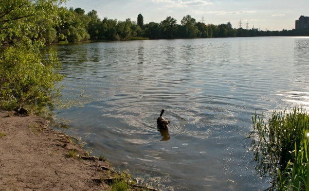 Еще один киевлянин заболел лептоспирозом после купания в столичном озере