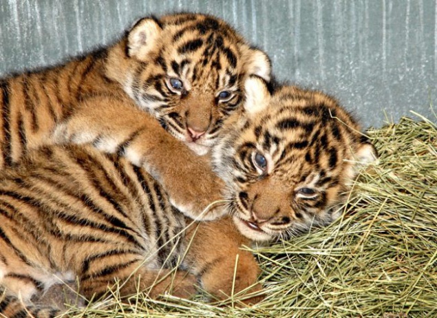Столичный зоопарк отдал неизвестно кому четверых новорожденных тигрят