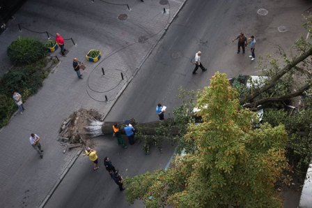 На Малой Житомирской упавшее дерево заблокировало проезд в центр Киева (+фото)