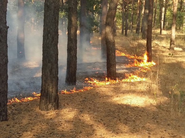 В столице на Троещине горит лес