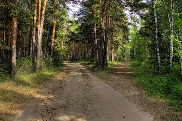 Апелляционный суд вернул 147 гектаров территории Беличанского леса общине