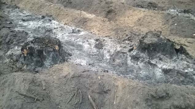 Активисты: “Киевзеленстрой” пытается скрыть следы уничтожения дубравы в лесу Пуще-Водицы (фото)