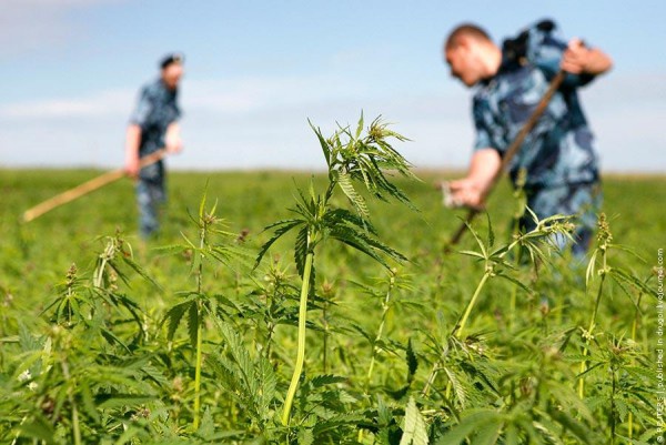 Милиция изъяла у сельского жителя особо крупную партию наркотиков