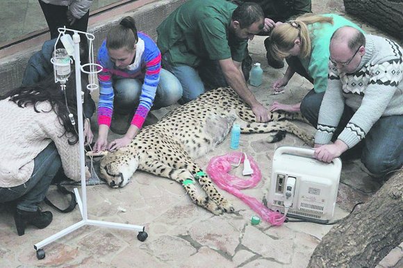 В известном зоопарке на Киевщине тяжело заболели гепарды