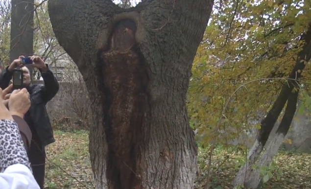 Жители Борисполя увидели на дереве образ Богородицы (видео)