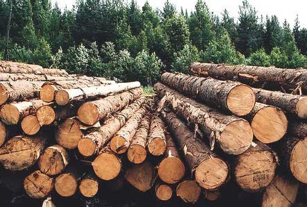 Киевское лесничество заказало погрузку дров у коллеги из  Житомира