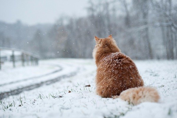 В Киеве опять прогнозируют ухудшение погоды: снег, на дорогах гололедица и мороз к концу недели