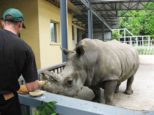 В Киевском зоопарке умер самый старый носорог Европы