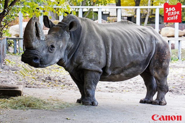 В киевском зоопарке тяжело заболела носорог Тревога