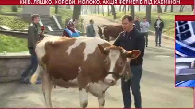 Движение на Грушевского перекрыли коровы нардепа Ляшко (+видео)