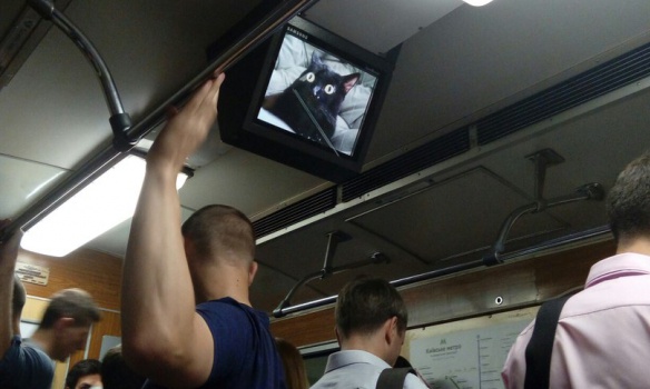 На мониторах киевского метро появились котики (фото)