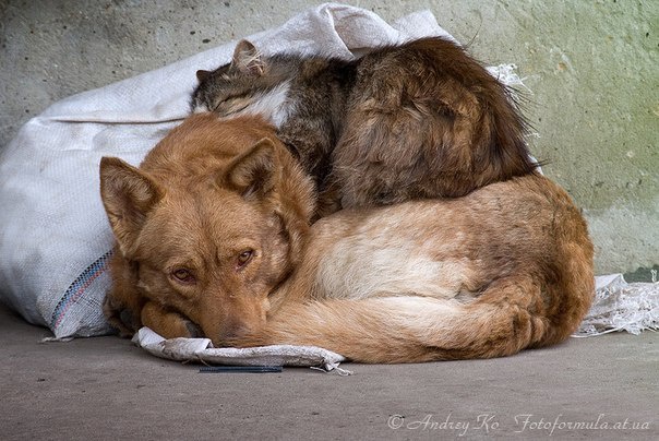 КГГА хочет решить проблему бездомных животных при помощи специалистов из Германии