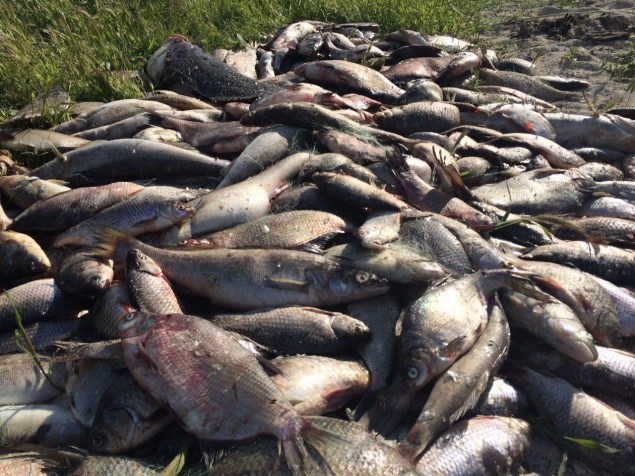 Киевоблсовет может отменить мораторий на вылов рыбы в Киевской области