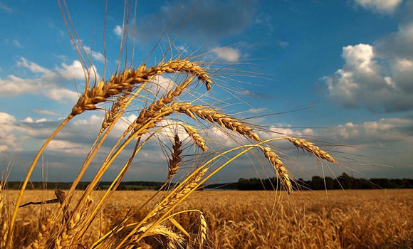 Губернатор Мельничук: В Киевской области за год на 10,9% снизилось сельхозпроизводство