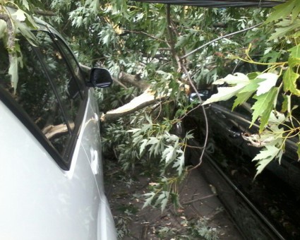 На Рейтарской в Киеве упавшее дерево повредило 5 авто