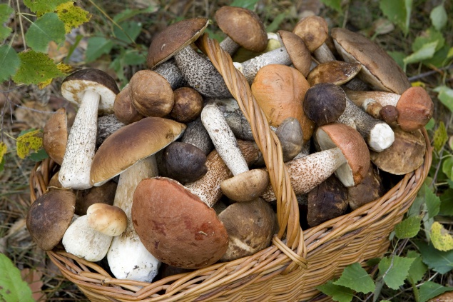СЭС Киевщины назвала список территорий, где опасно собирать грибы