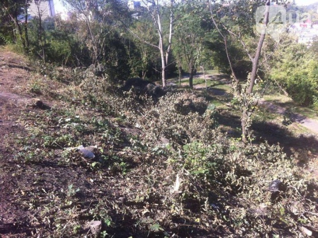В Киеве возле Пейзажной аллеи незаконно вырубили 164 дерева