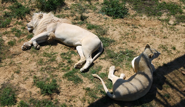 Львов в Киевском зоопарке хотят поселить над головами посетителей