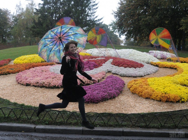 Дождь не помешал создать в Киеве гигантскую композицию из живых хризантем (фото)