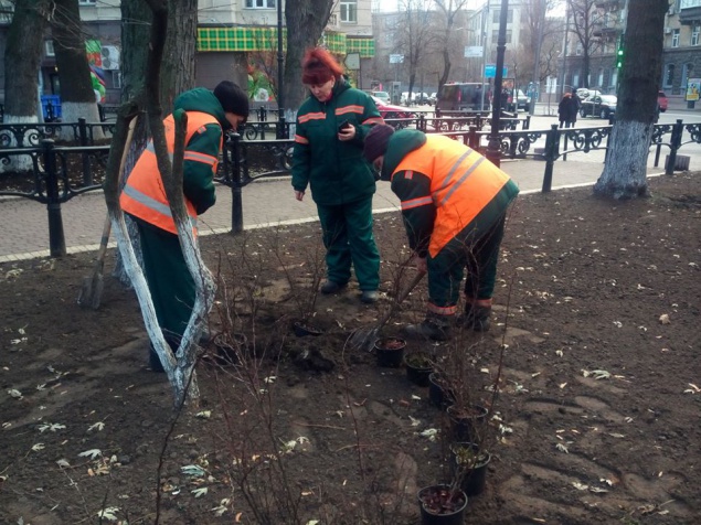 Коммунальщики на зиму засаживают Мариинский парк в Киеве