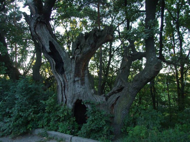 В Киеве создали карту самых старых деревьев