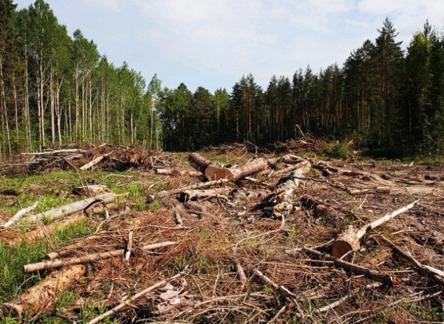 На Киевщине служащий лесхоза “растратил” государственный лес - прокуратура