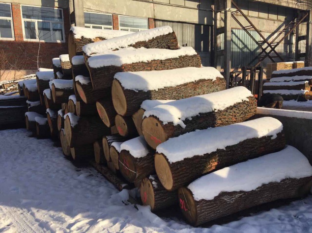 На Киевщине несколько деревообрабатывающих предприятий пытались дубовые деревья продать, как хвойные  - прокуратура (фото)