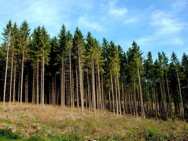 Государству возвратили 2 гектара леса в Бориспольском районе - прокуратура Киевской области