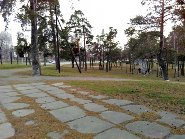 В Киеве появился парк-памятник из 100-летних сосен