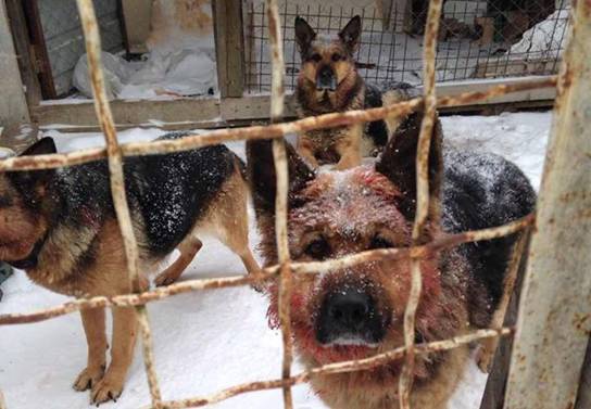 На Рождество в Киевской области собаки загрызли прохожего