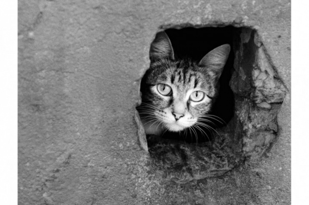 Зоозащитники обратились к киевлянам с просьбой не замуровывать кошек