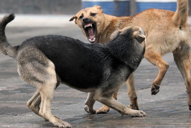 За один день в Киеве собаки искусали трех человек