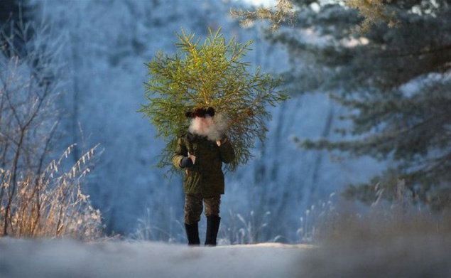 Полиция нашла в Киевской области полсотни незаконно срубленных елок
