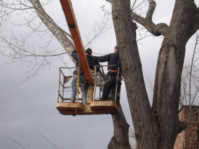 В Соломенском районе Киева требуют проверить, по правилам ли проводится кронирование деревьев