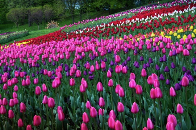 На Певческом поле в Киеве состоится пасхальная выставка тюльпанов
