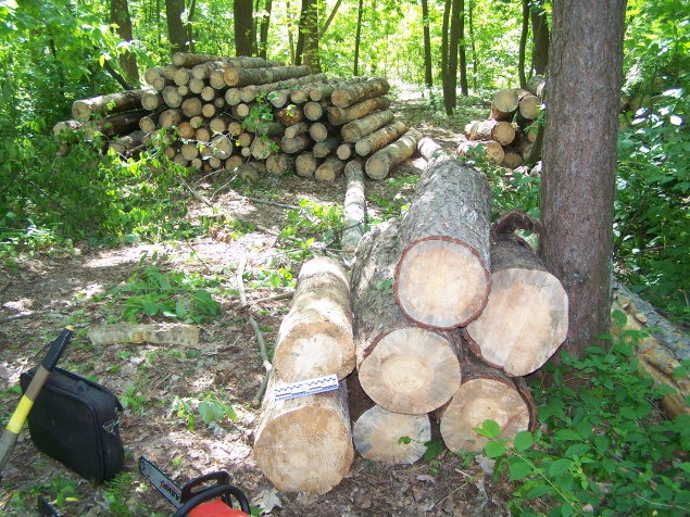 Полицейские Киевщины задержали с поличным компанию при незаконной вырубке леса