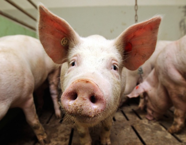 На Киевщине опять зафиксировали вспышку африканской чумы свиней
