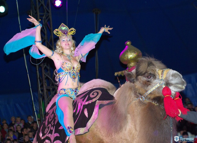 Экологическая комиссия Киевсовета поддержала запрет размещения в столице передвижных цирков с животными