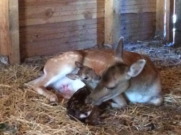 Лань родила олененка в зоопарке Межигорья