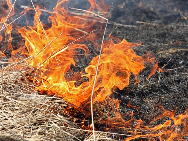 За последние два года количество лесных пожаров в Киеве возросло в 4 раза