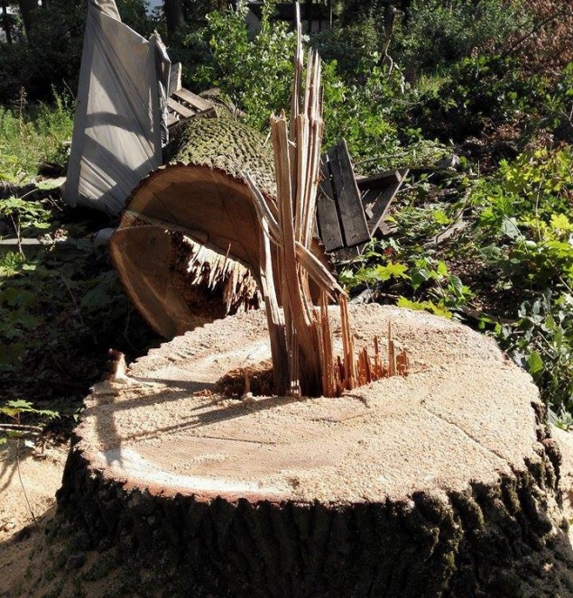 В Буче вопреки решению суда и исполкома вырубили 200-летние дубы (фото)