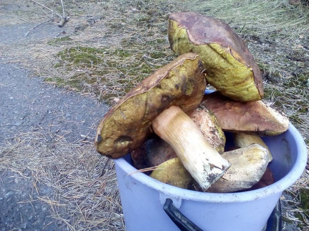 Полицейские изъяли у жителей Киевщины более 40 кг радиационных грибов (фото)